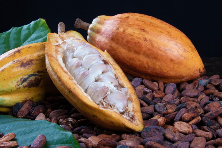 Teknik Fermentasi Kakao