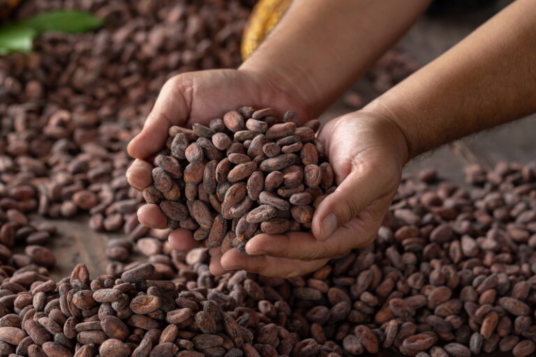 Supply Chain Management (SCM) Agroindustri Kakao
