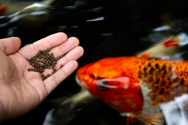 Pelatihan Fermentasi untuk Meningkatkan Mutu Pakan Ikan