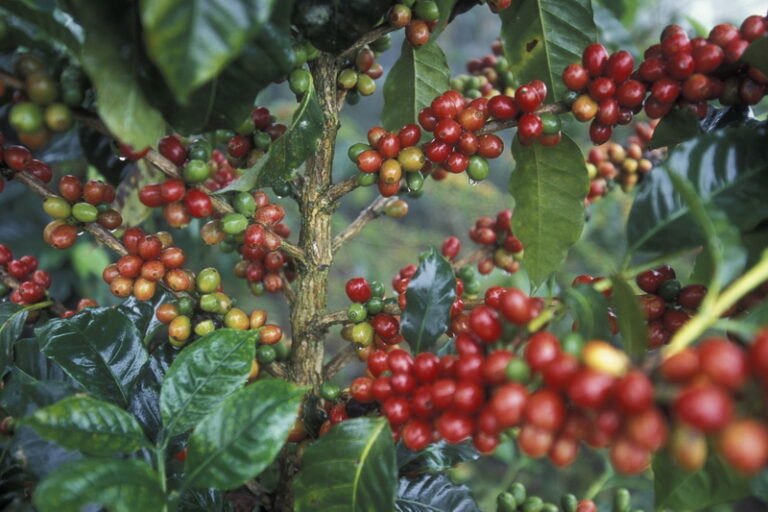 Budidaya Tanaman Perkebunan Berbasis Produktivitas Tinggi