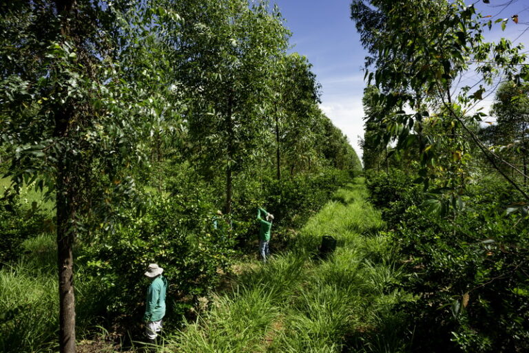 Online Training - Sustainable Agriculture & Agroforestry Practices