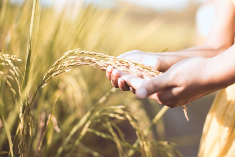 Food Availability Risk Assessment and Mitigation